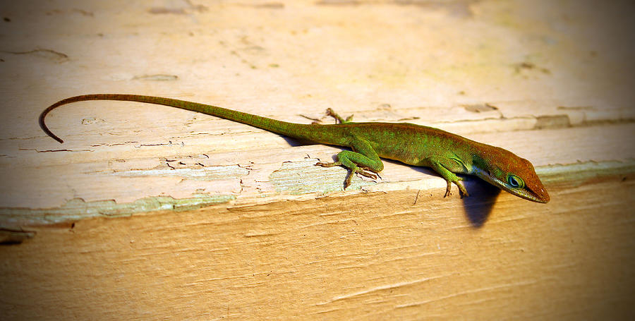Colorful Anole Photograph by Cynthia Guinn