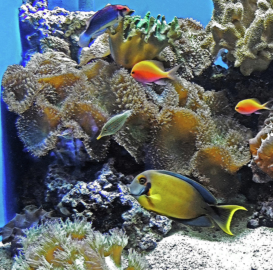 Colorful Aquarium Photograph by Lydia Holly
