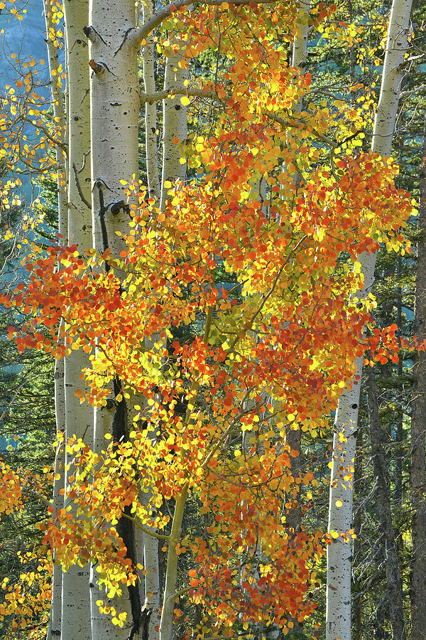 Colorful Aspen along Million Dollar Highway Photograph by Ray Mathis