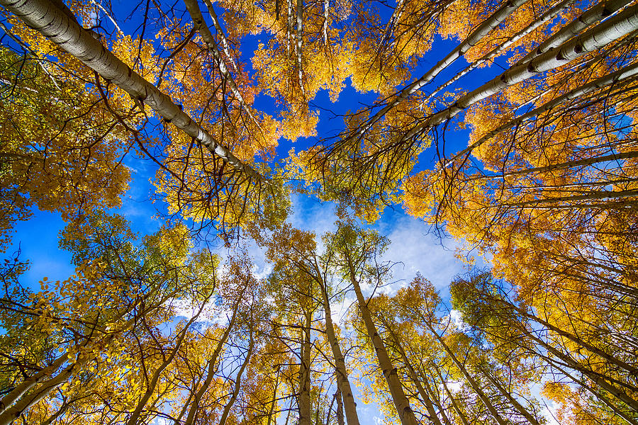 Colorful Aspen Forest Canopy  Photograph by James BO Insogna