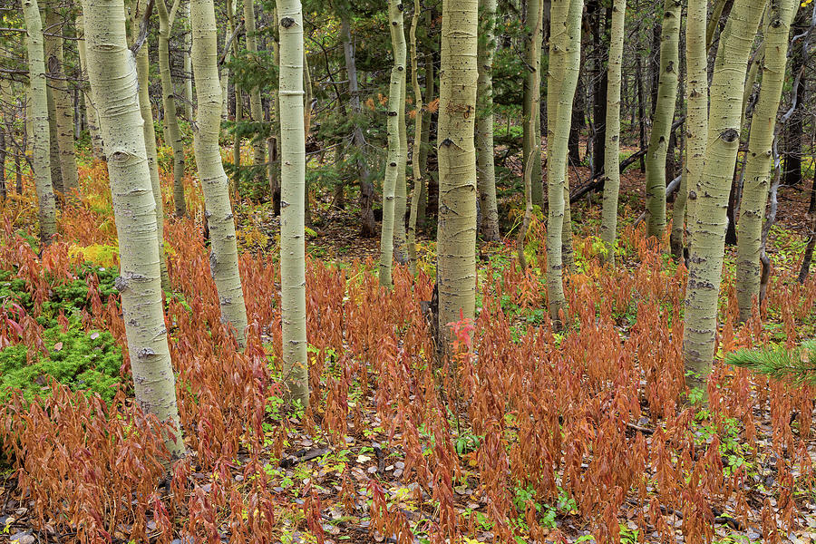 Colorful Aspen Forest Floor Photograph by James BO Insogna
