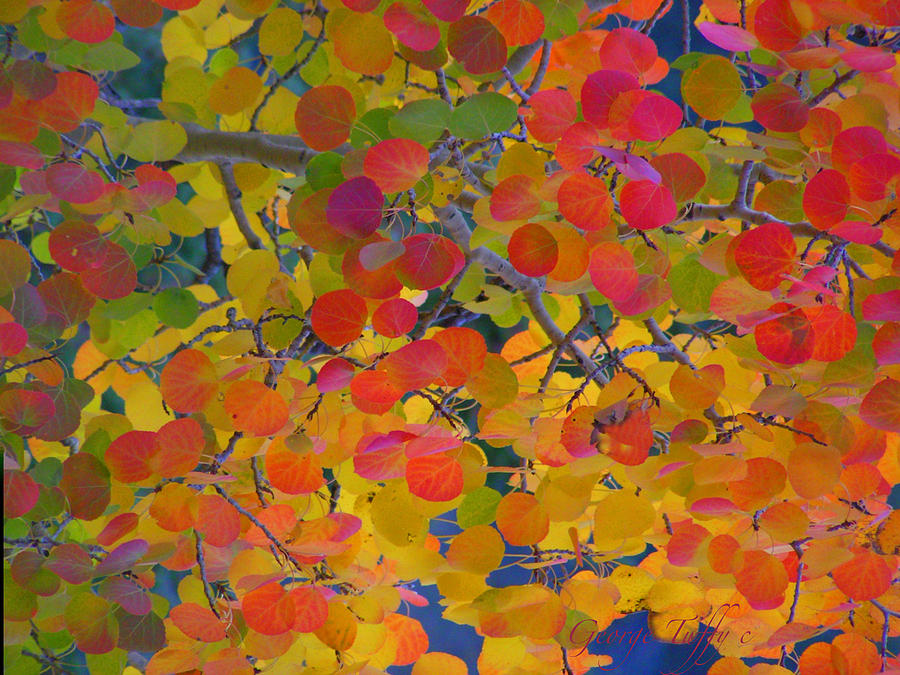 Colorful aspen Photograph by George Tuffy
