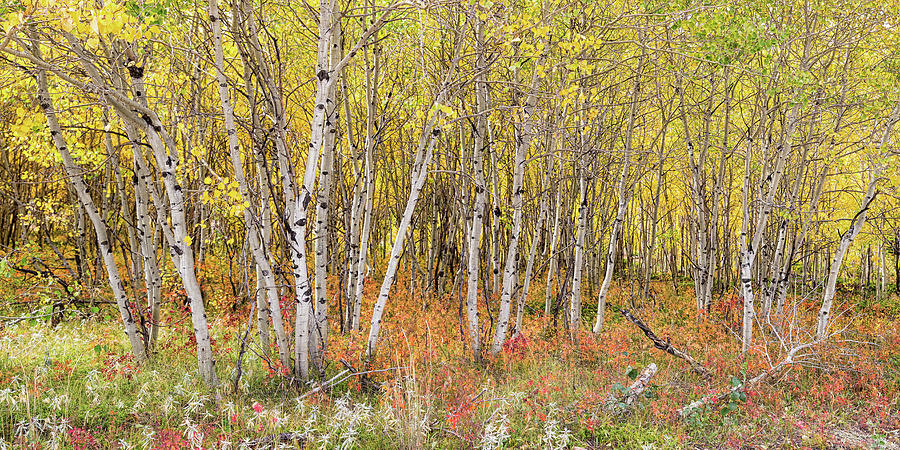 Colorful Aspen Tree Forest Bed Panorama View Photograph by James BO Insogna