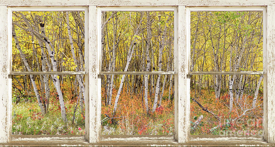 Tree Photograph - Colorful Aspen Tree Forest White Rustic Panorama Window View by James BO Insogna