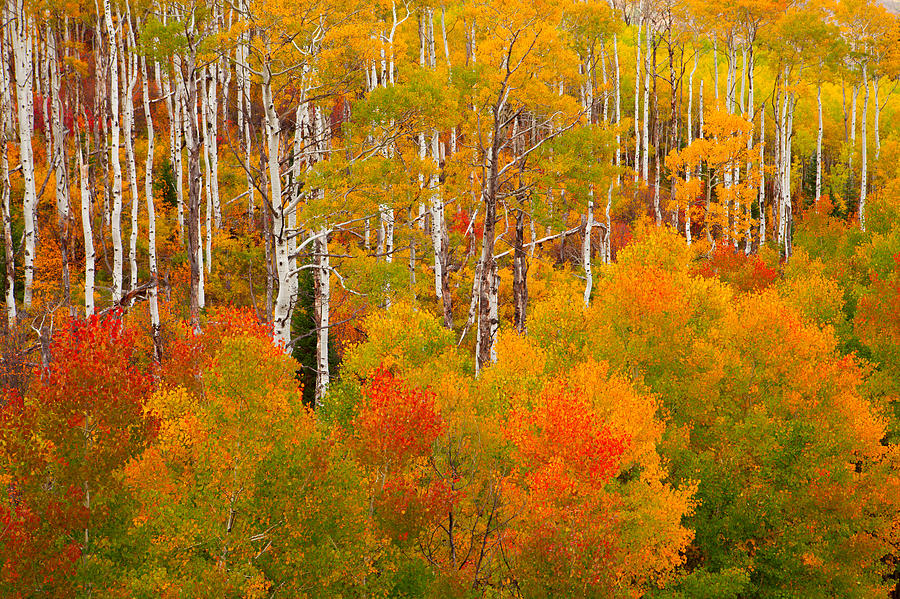Colorful Aspens Photograph by Tim Reaves