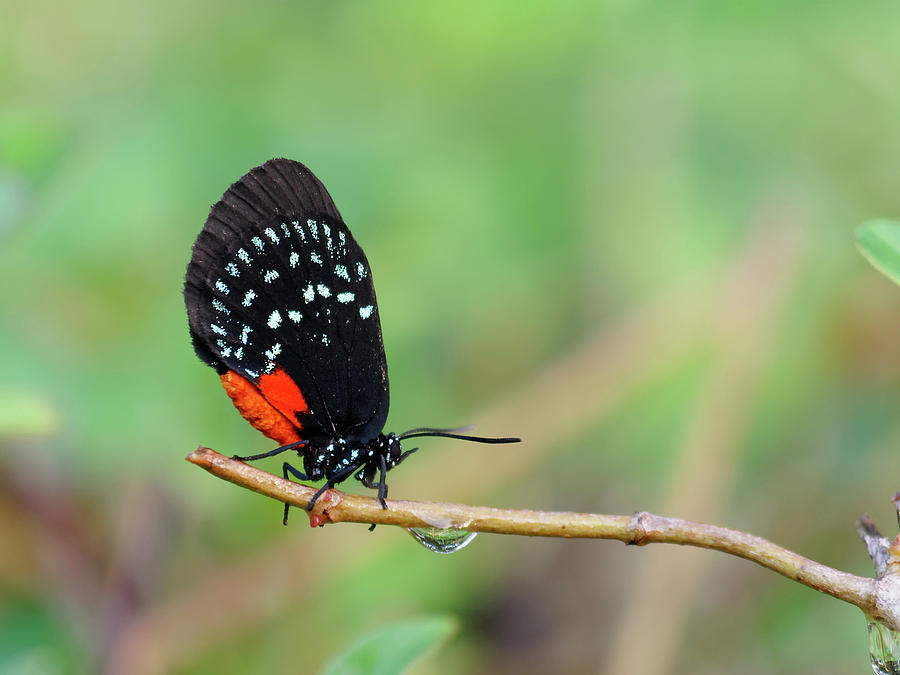 Colorful Atala Butterfly on Twig Photograph by Jill Nightingale
