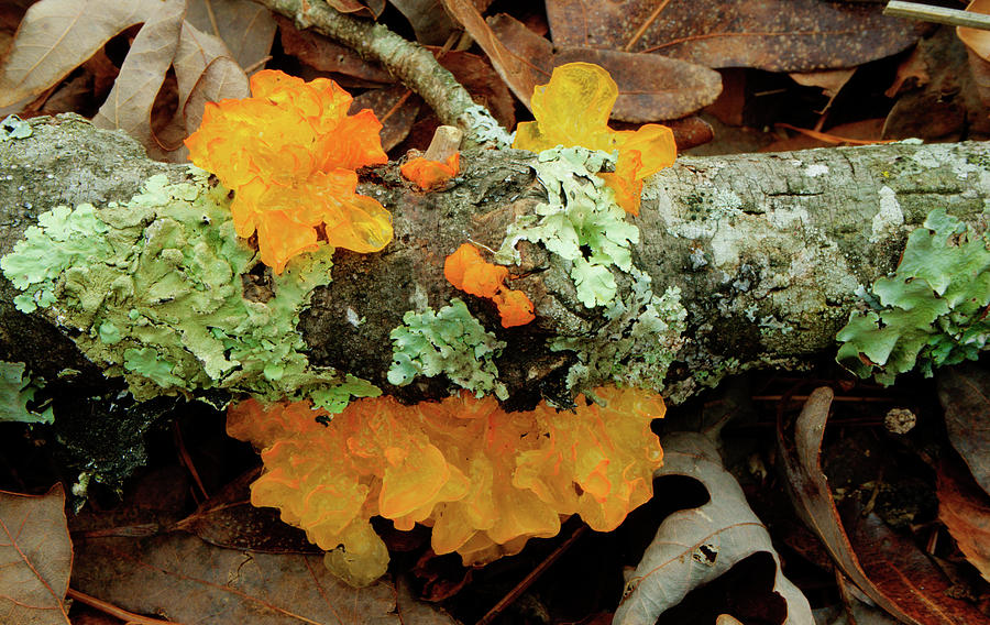 Colorful Auriculariaceae or Jelly Fungi Photograph by Douglas Barnett