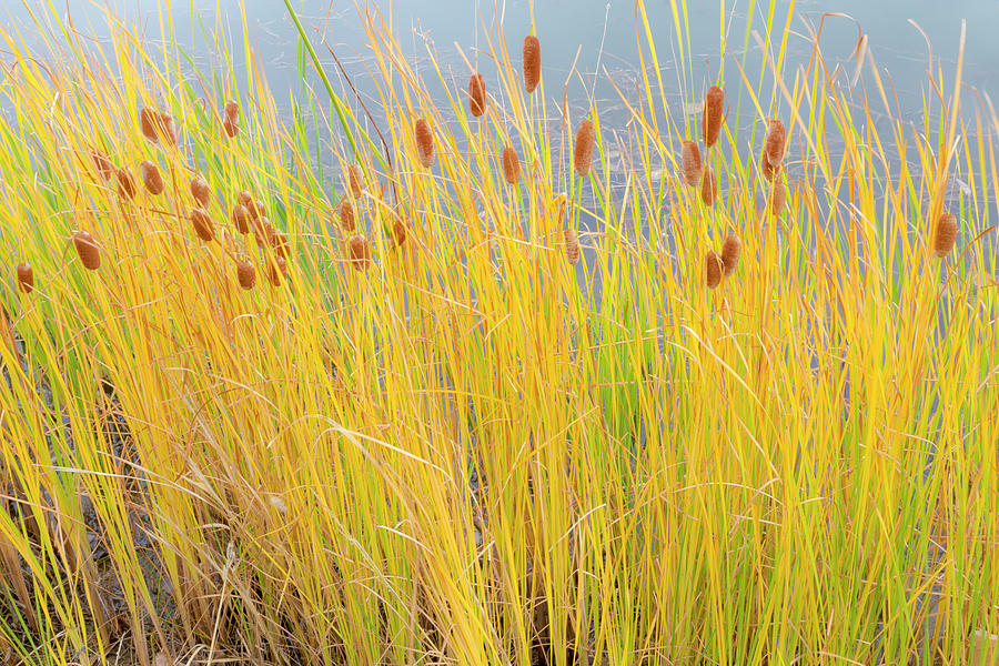 Nature Photograph - Colorful Autumn Cattails by James BO Insogna