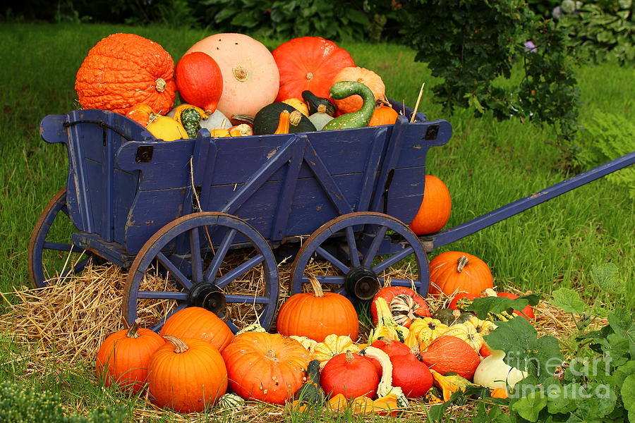 Fall Photograph - Colorful Autumn Harvest by Christiane Schulze Art And Photography
