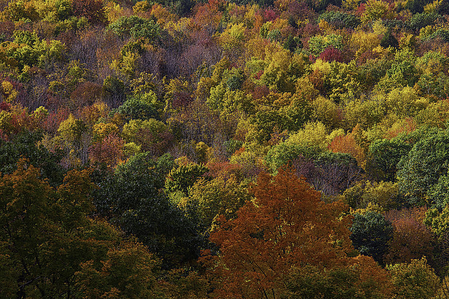 Colorful Autumn Hillside Photograph by Garry Gay