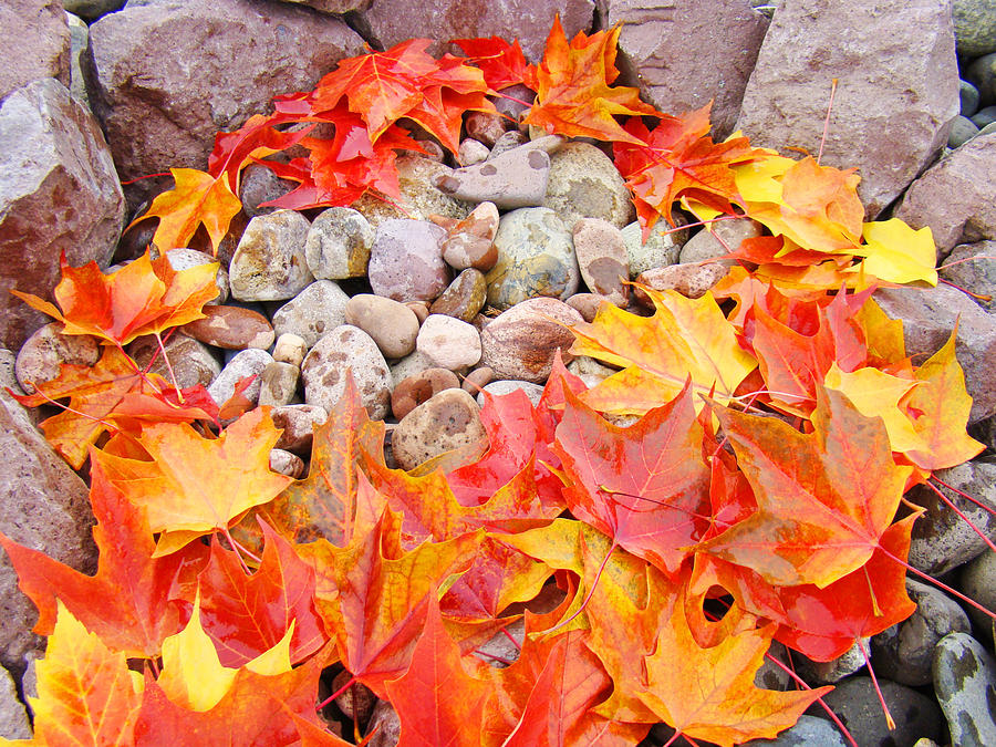 Fall Photograph - Colorful Autumn Leaves art print Rock Garden by Patti Baslee