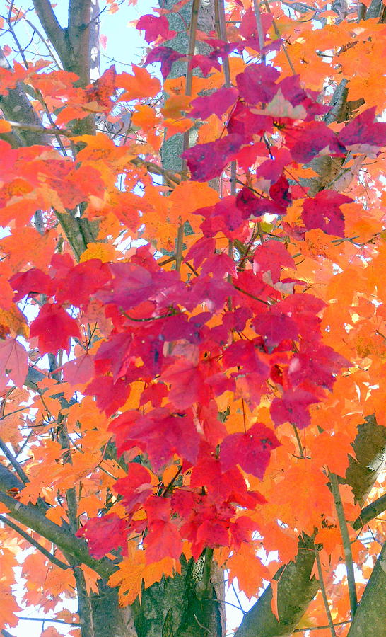 Colorful Autumn Leaves Photograph by Carla Parris