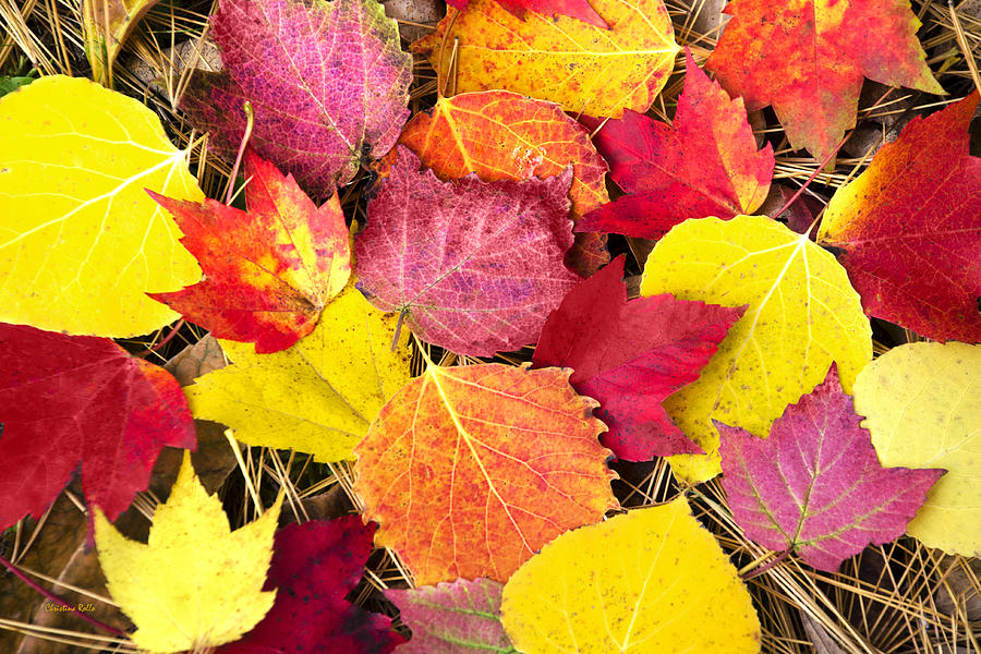 Colorful Autumn Leaves Photograph by Christina Rollo
