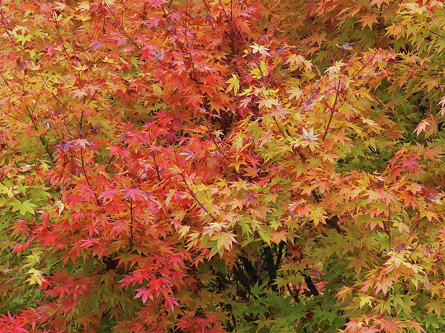 Colorful Autumn Maple Leaves Photograph by Gill Billington