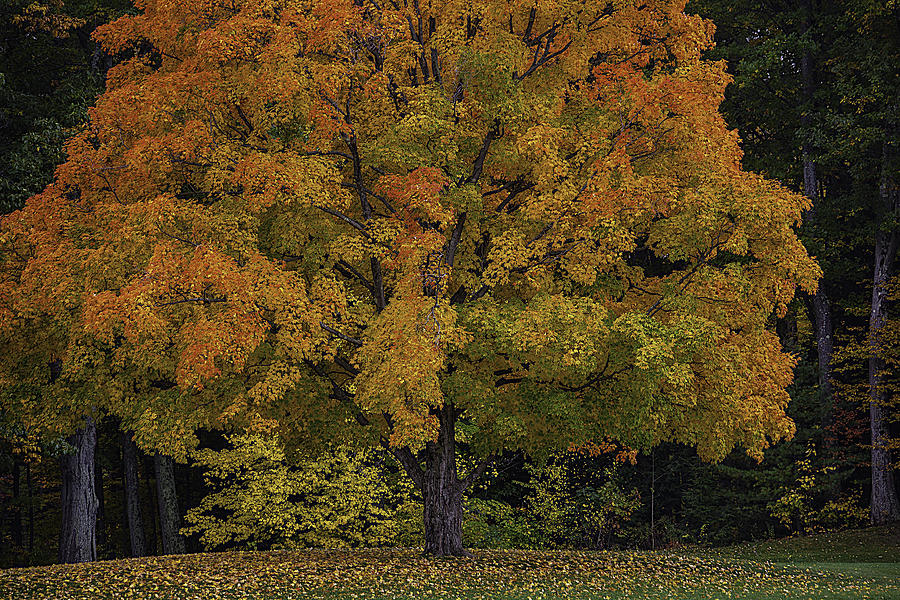 Colorful Autumn Maple Tree Photograph by Garry Gay