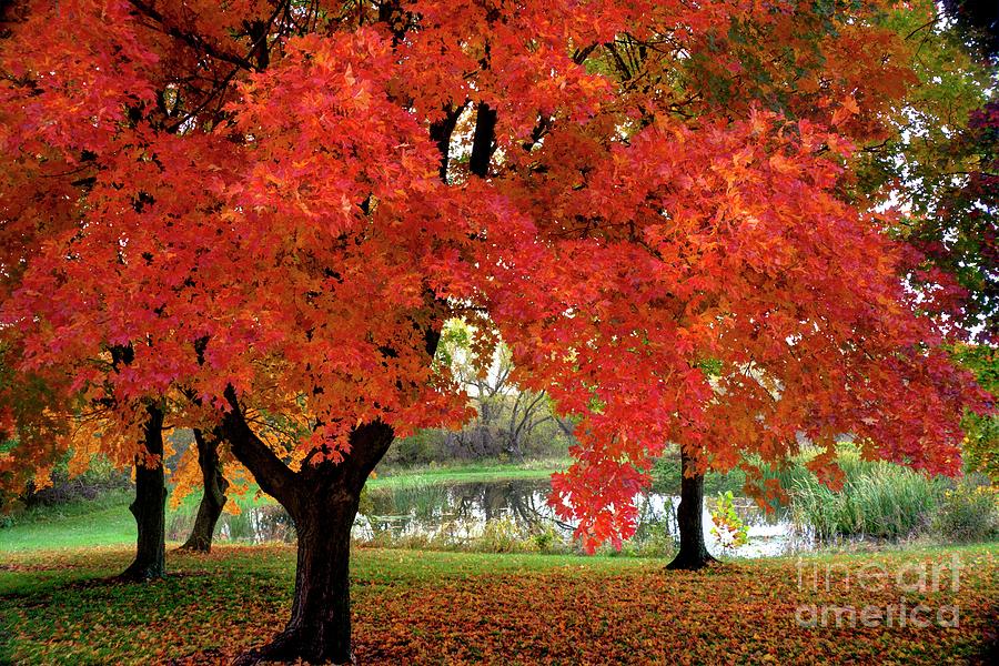 Colorful Autumn Maples Photograph by Jean Hutchison