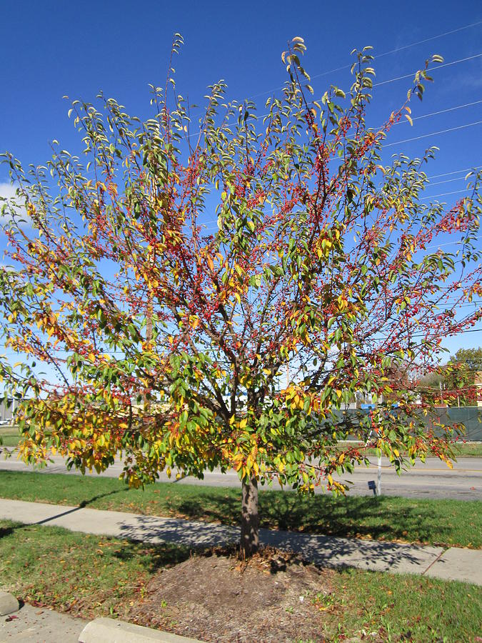 Colorful Autumn Tree Photograph by Glenda Crigger