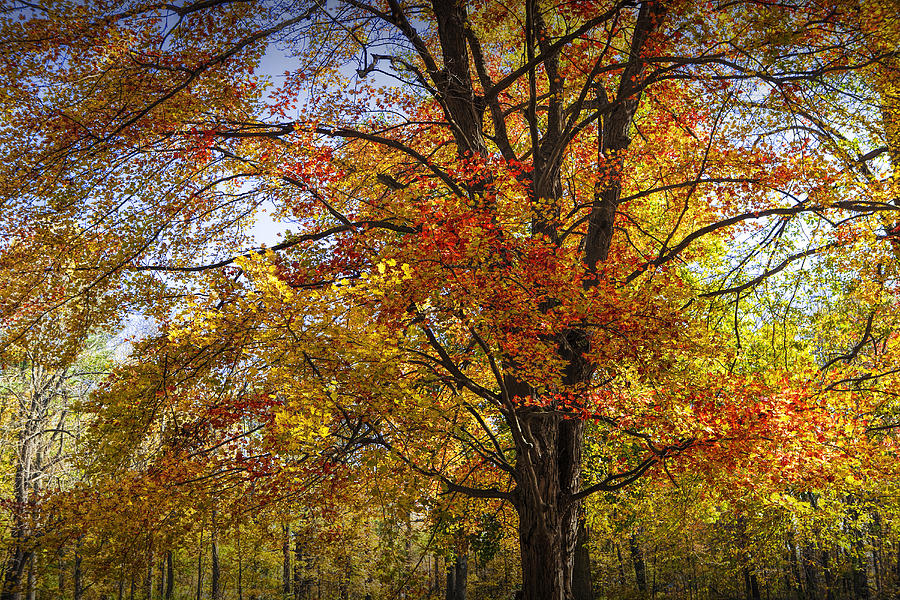 Colorful Autumn Tree in Southwest Michigan by Gun Lake Photograph by Randall Nyhof