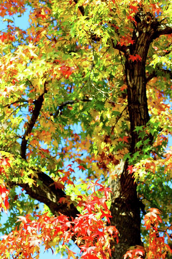 Tree Photograph - Colorful Autumn Tree Vertical by Matt Quest