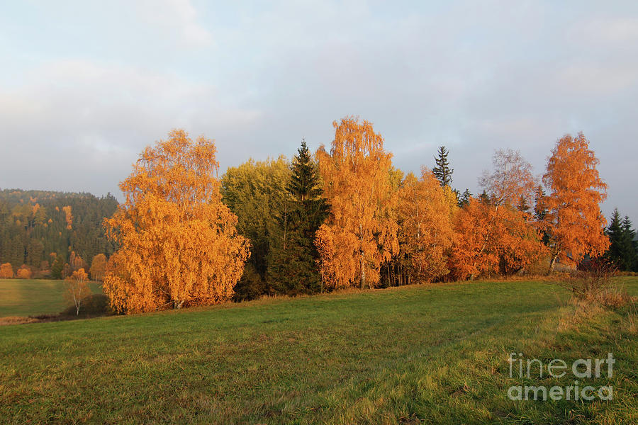 Colorful autumn trees Photograph by Michal Boubin