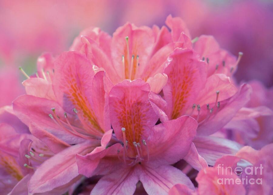 Colorful Azalea Photograph by Patricia Strand