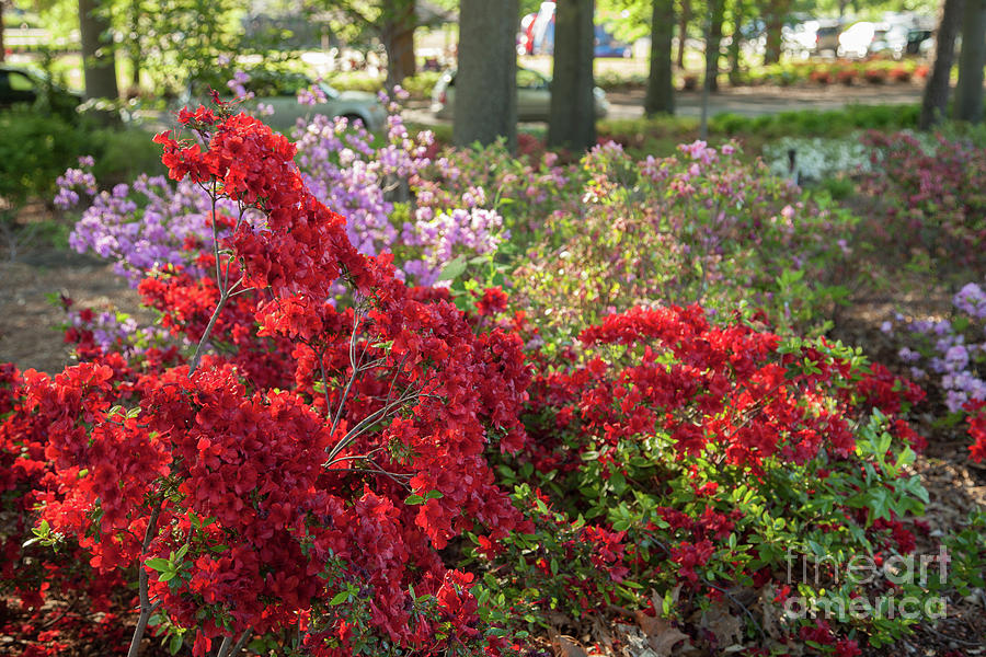 Colorful Azaleas Photograph by Iris Greenwell