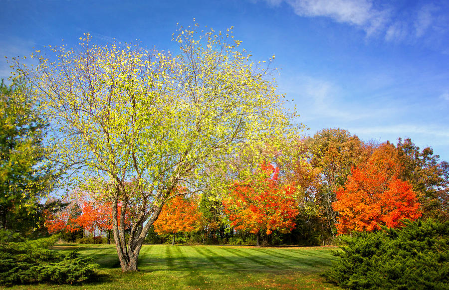 Colorful Backyard Scene Photograph by Carolyn Derstine