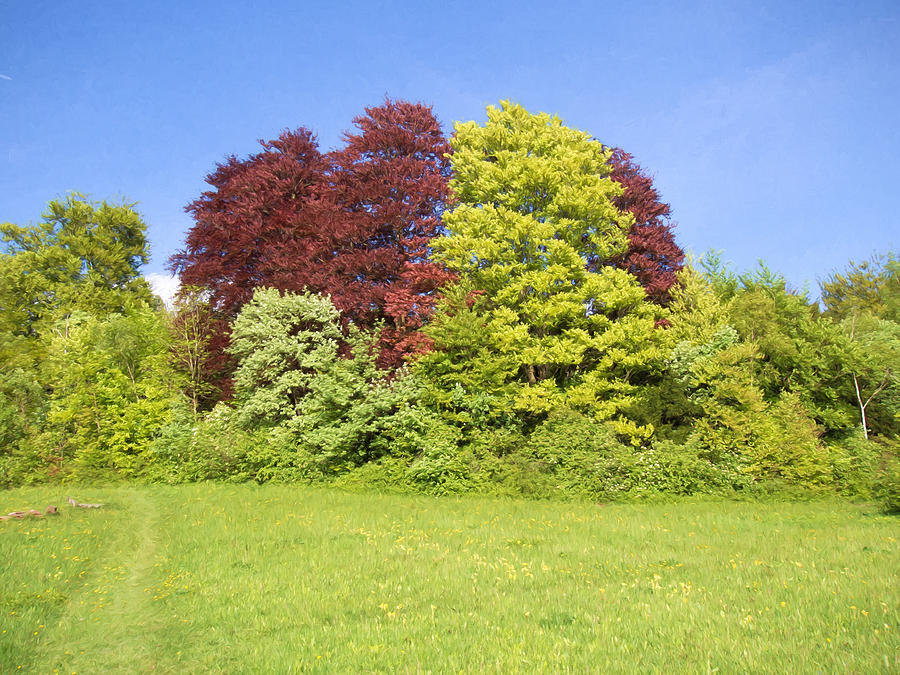 Colorful Beech Trees  Digital Art by Roy Pedersen