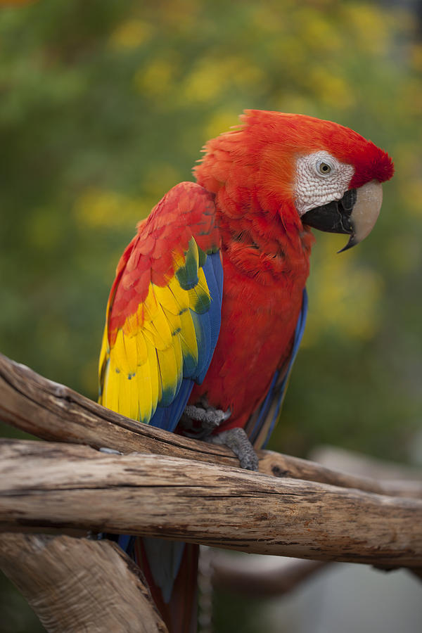 Colorful Bird Photograph by Jon Glaser