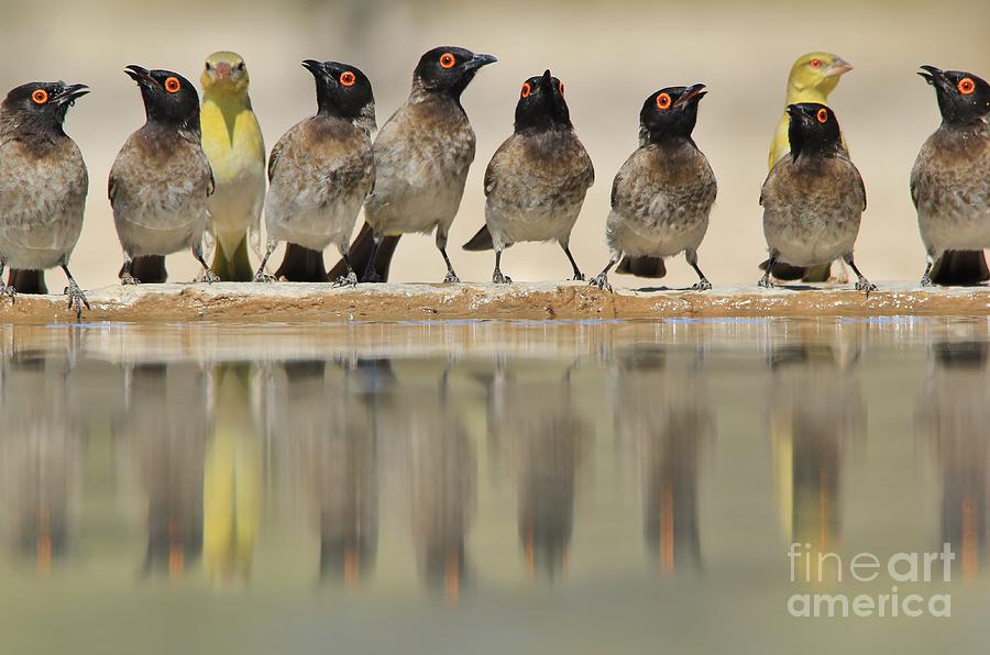 Wildlife Photograph - Colorful Birds from Africa - Water and its Beauty by Andries Alberts