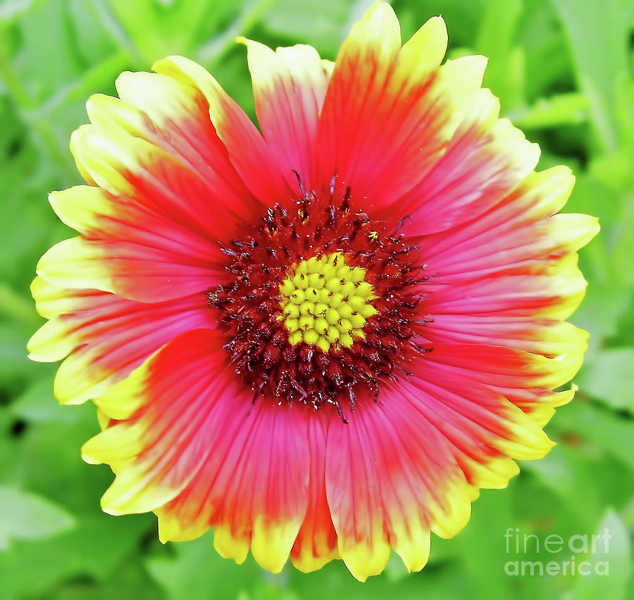 Colorful Blanket Flower Photograph by D Hackett