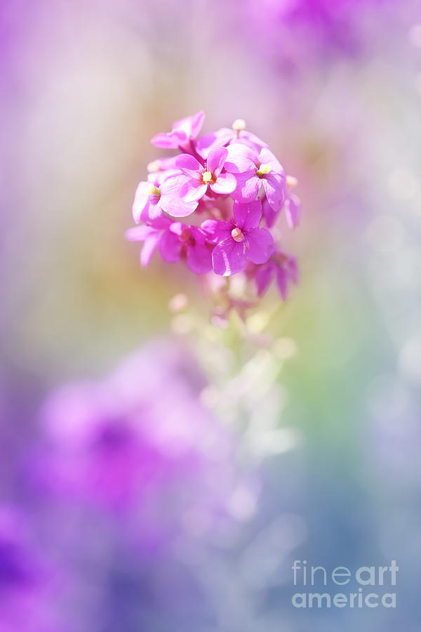 Colorful Blooming... Photograph