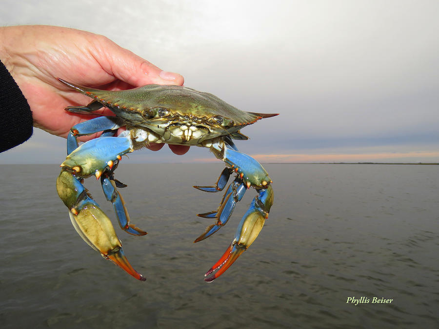 Colorful Blue Crab Photograph By Phyllis Beiser Fine Art America