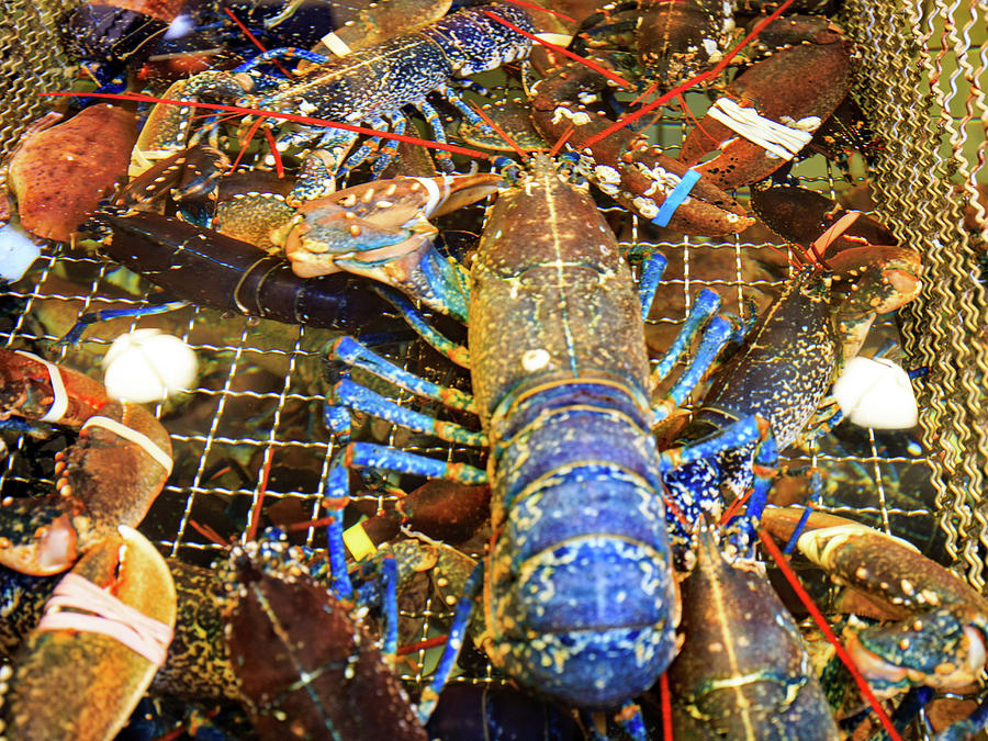 Lobster Photograph - Colorful Blue Lobster by Allan Levin