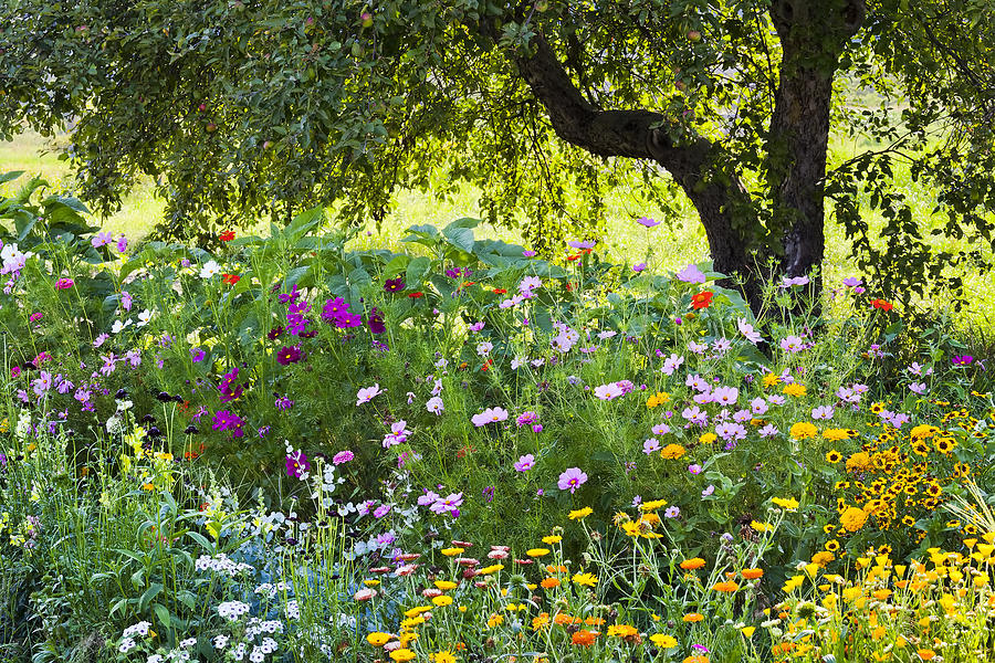 Colorful Border Garden Photograph by Alan L Graham
