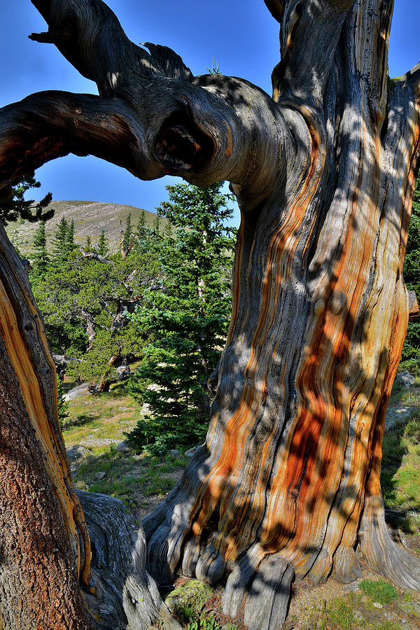 Colorful Bristlecone Pine Frames Mt. Goliath Photograph by Ray Mathis
