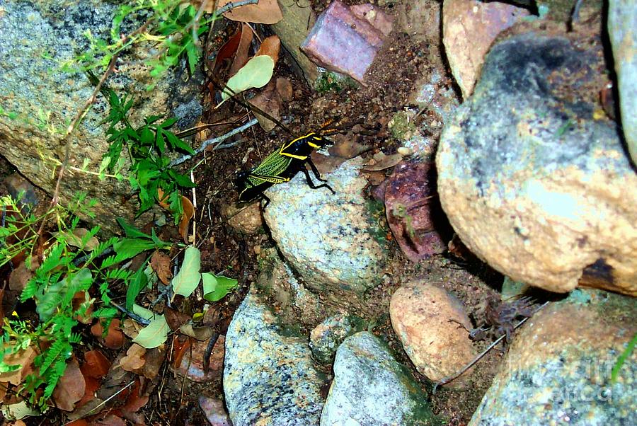 Colorful Bug Captured during Kartchner Mountain Hike  Photograph by Stanley Morganstein