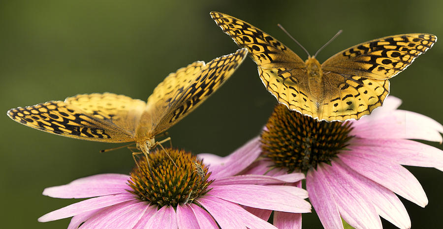 Colorful Butterflies Photograph by Will Moneymaker Colorful Butterflies Photograph by Will Moneymaker