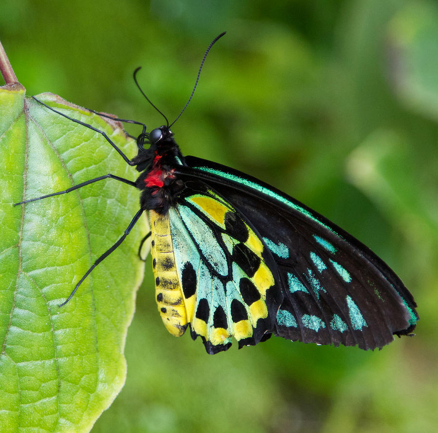 Colorful Butterfly Photograph by Dee Carpenter | Fine Art America