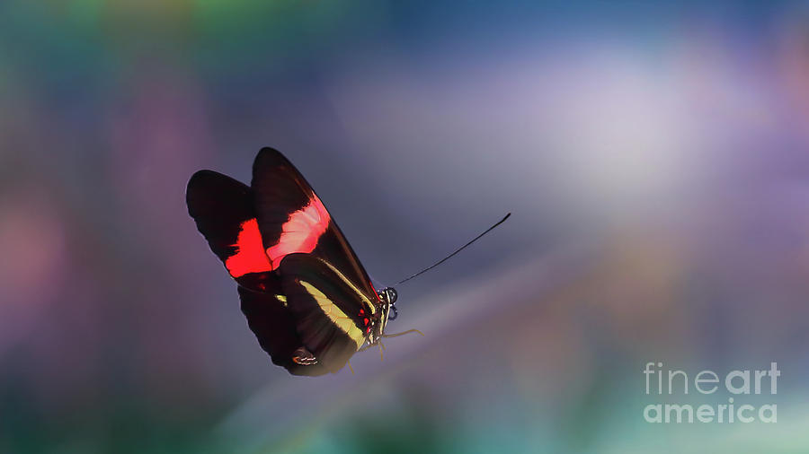 colorful Butterfly Photograph by Franziskus Pfleghart