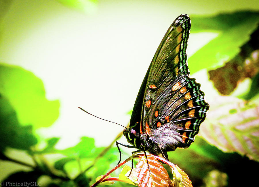 Colorful Butterfly Photograph by Gregory Gendusa - Fine Art America