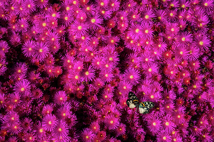 Colorful Butterfly On Pink Flowers Photograph by Garry Gay