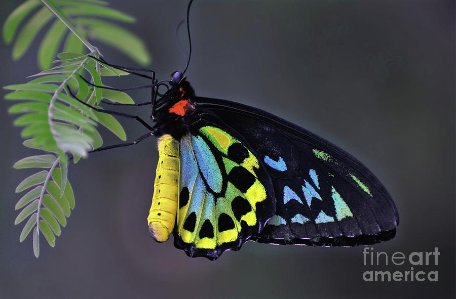 Colorful Butterfly Photograph by Savannah Gibbs