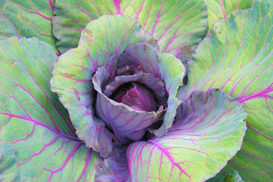 Colorful Cabbage Photograph by Polly Castor