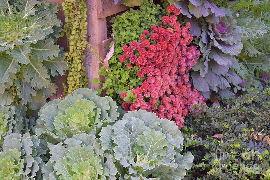 Colorful Cabbages Photograph by Barrie Stark