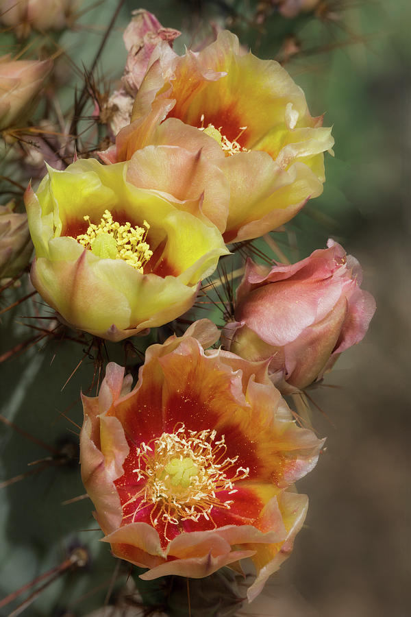 Colorful Cacti Flowers  Photograph by Saija Lehtonen
