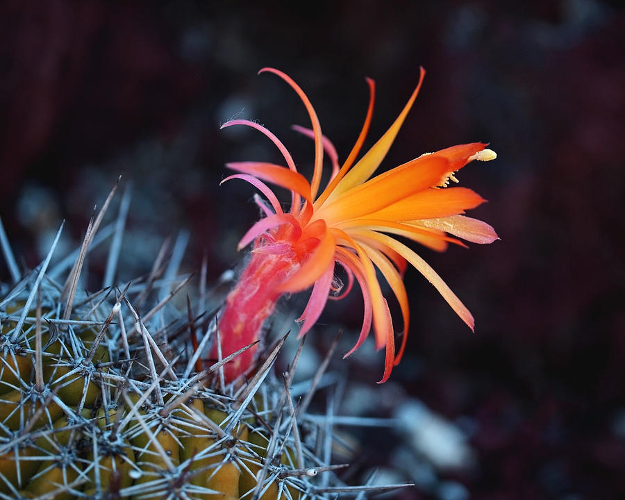 Colorful Cactus Flower Photograph by Rona Black