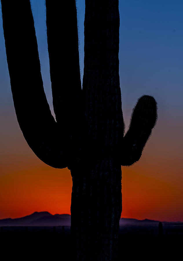 Colorful cactus  Photograph by Gary Warnimont