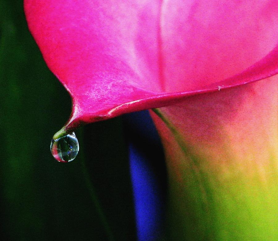Lily Photograph - Colorful Calla by Angela Davies