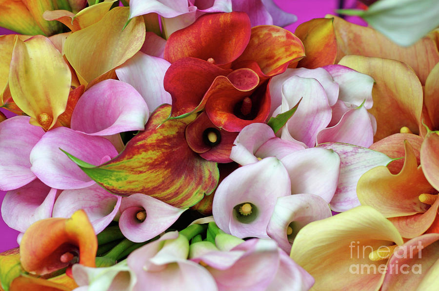 Colorful Calla Lilies Photograph by Bruce Block